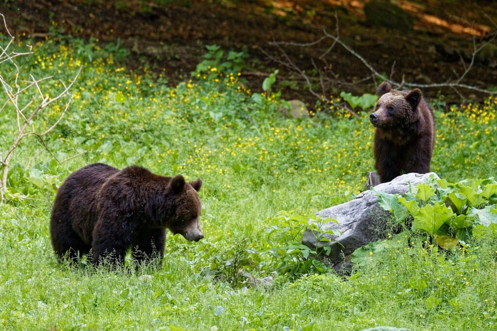 two brown bears carpathian mountains romania wildlife photo tour
