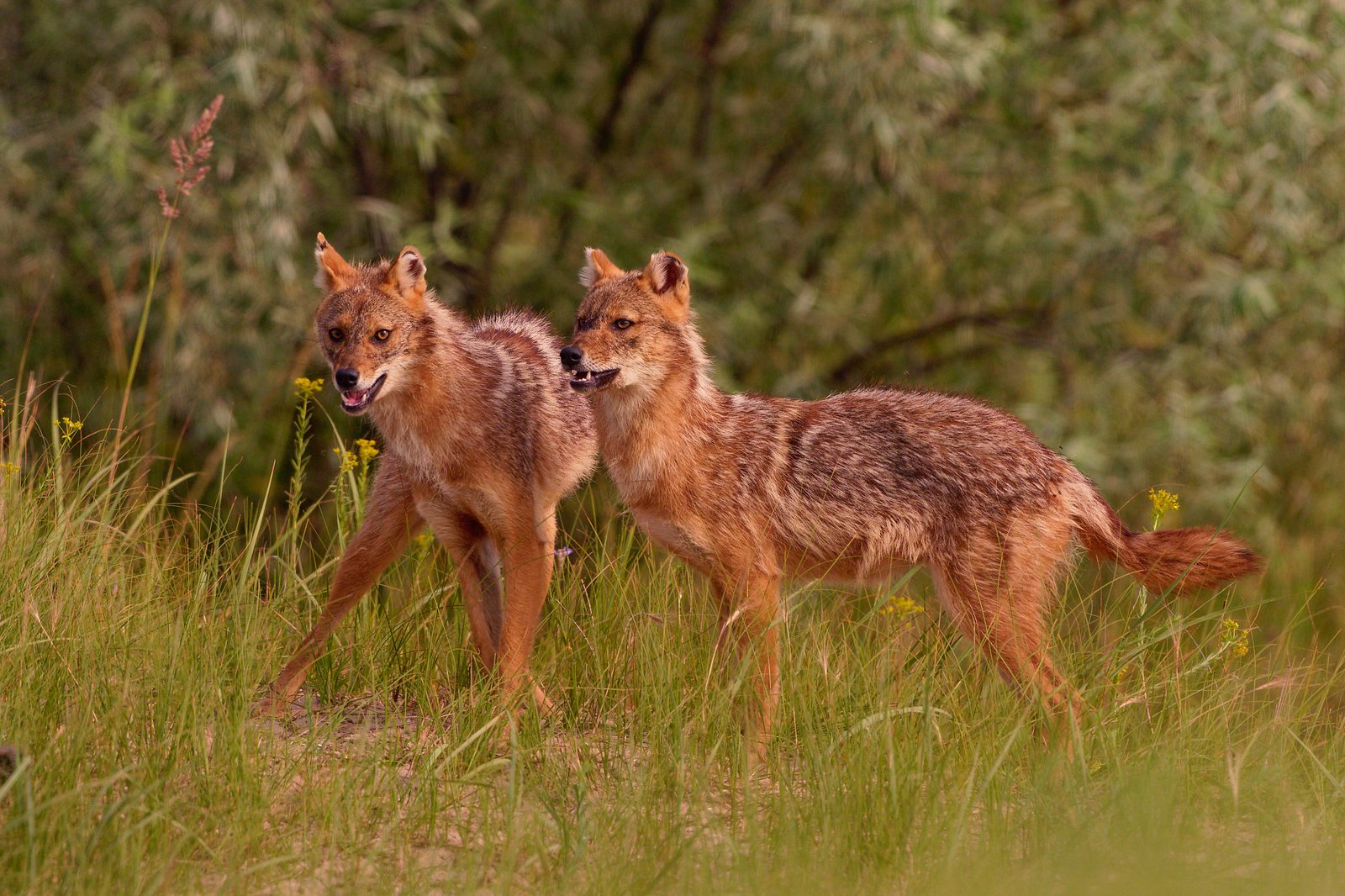 two golden jackals danube delta romania wildlife photo tour