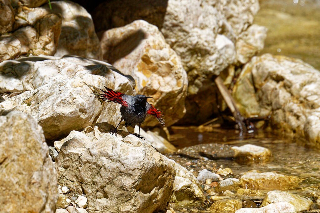 wallcreeper displaying wings carpathian mountains romania bird photography tour