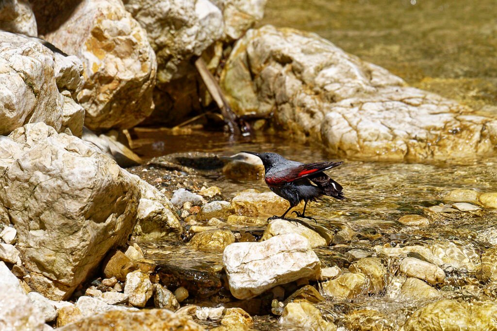 wallcreeper on rocky stream carpathian mountains romania birdwatching tour