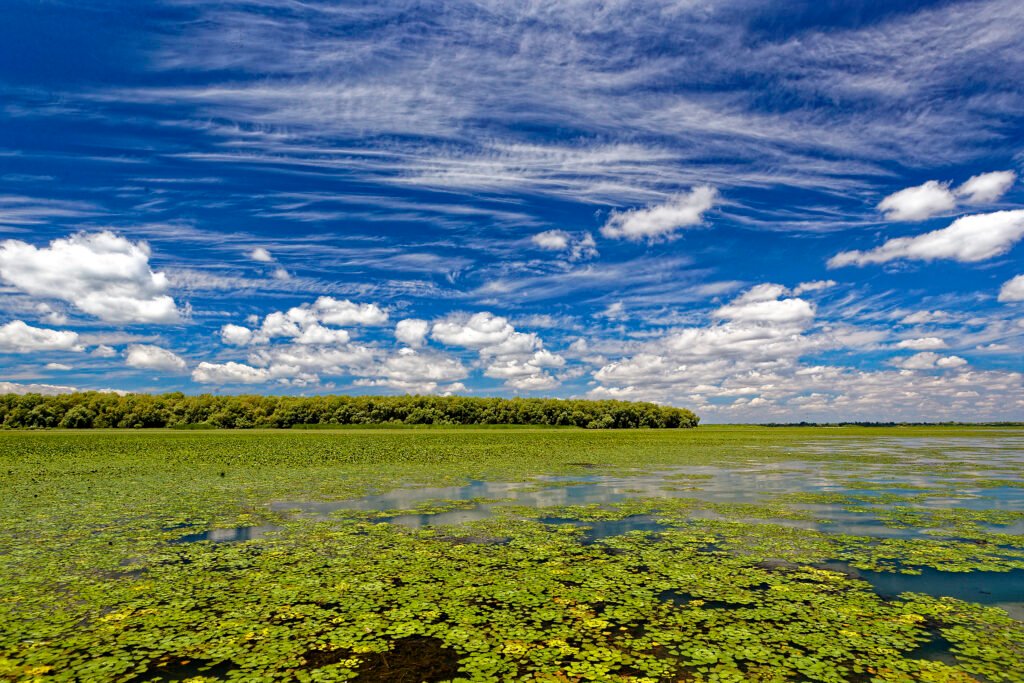 water chestnut covered lake danube delta romania