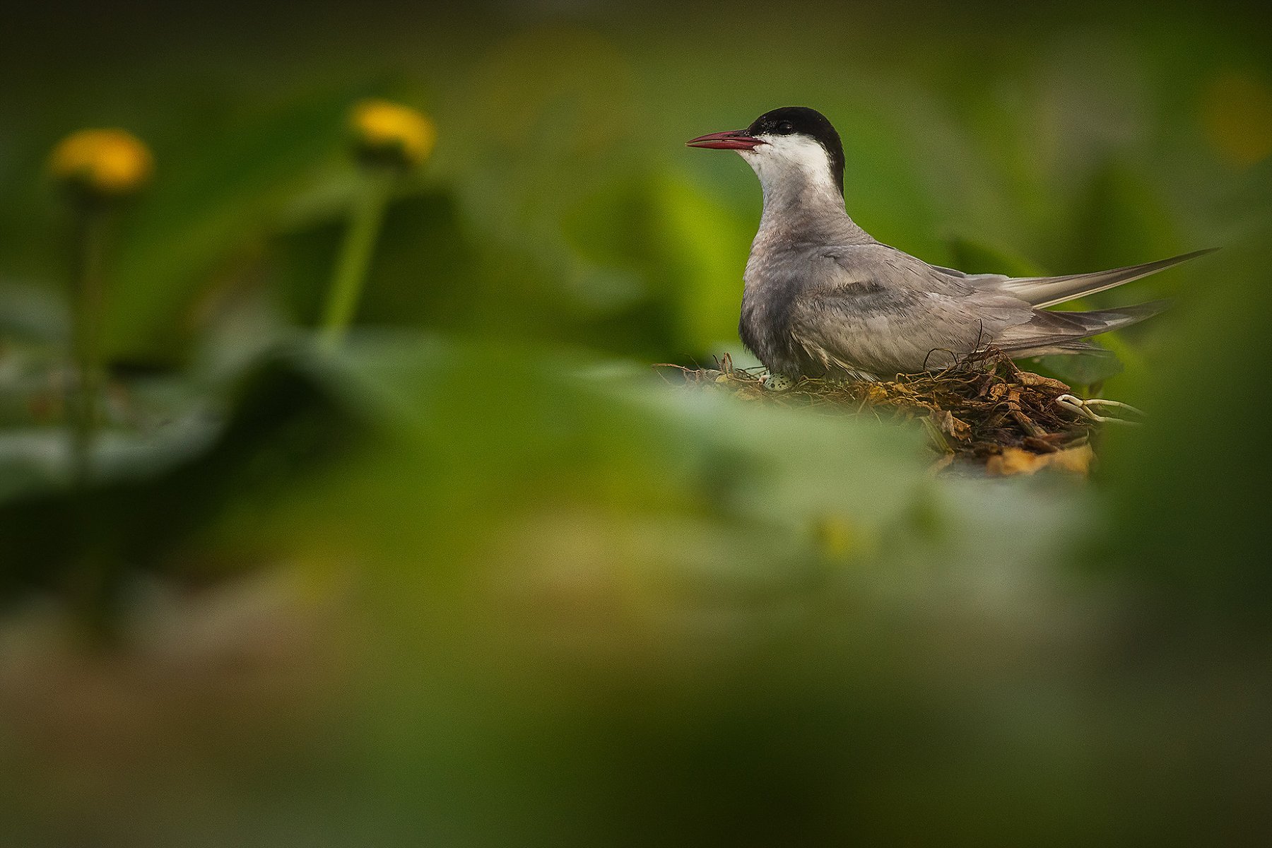 whiskered-tern-nesting-danube-delta-romania