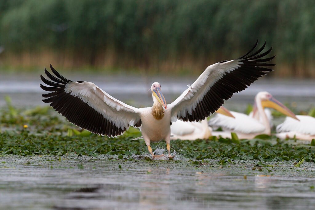 white pelican landing danube delta romania