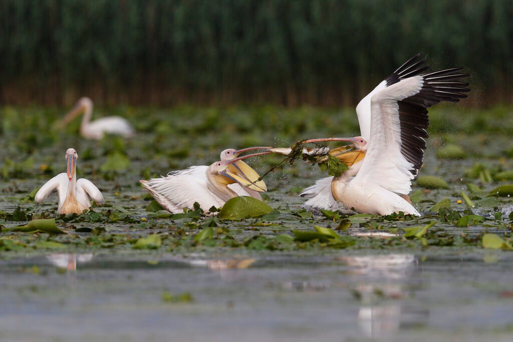 white pelicans feeding on pike danube delta romania wildlife photography
