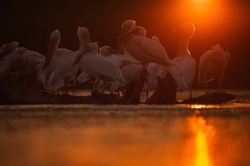 white pelicans golden hour wildlife danube delta romania