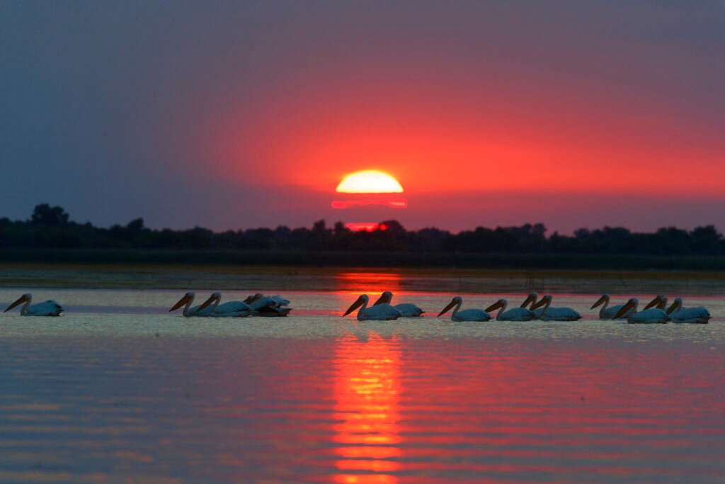 white pelicans red sunset danube delta romania