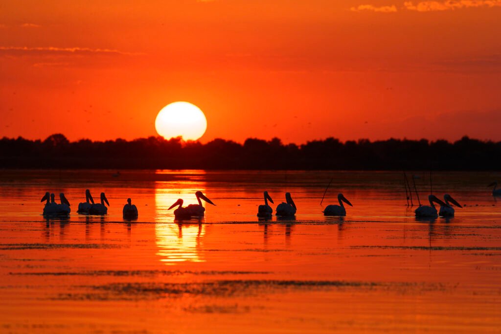white pelicans sunrise danube delta romania