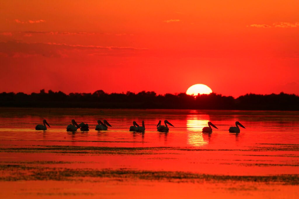 white pelicans sunset danube delta romania