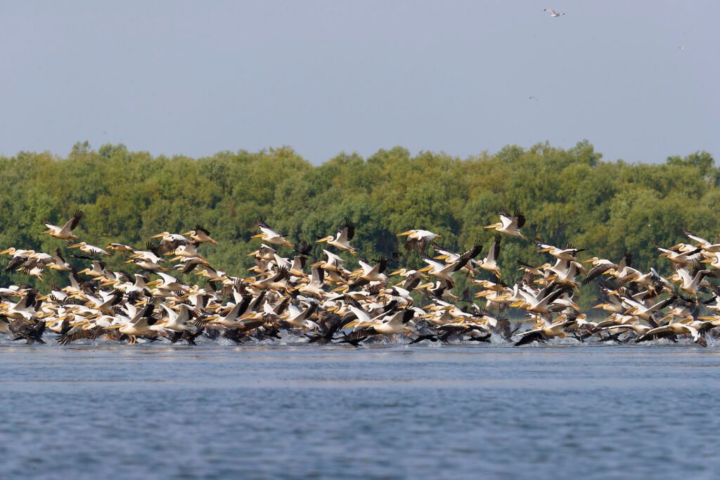 white pelicans taking off danube delta romania