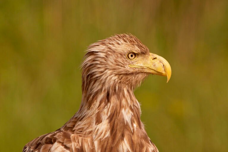 white tailed eagle close up danube delta romania wildlife photo tour