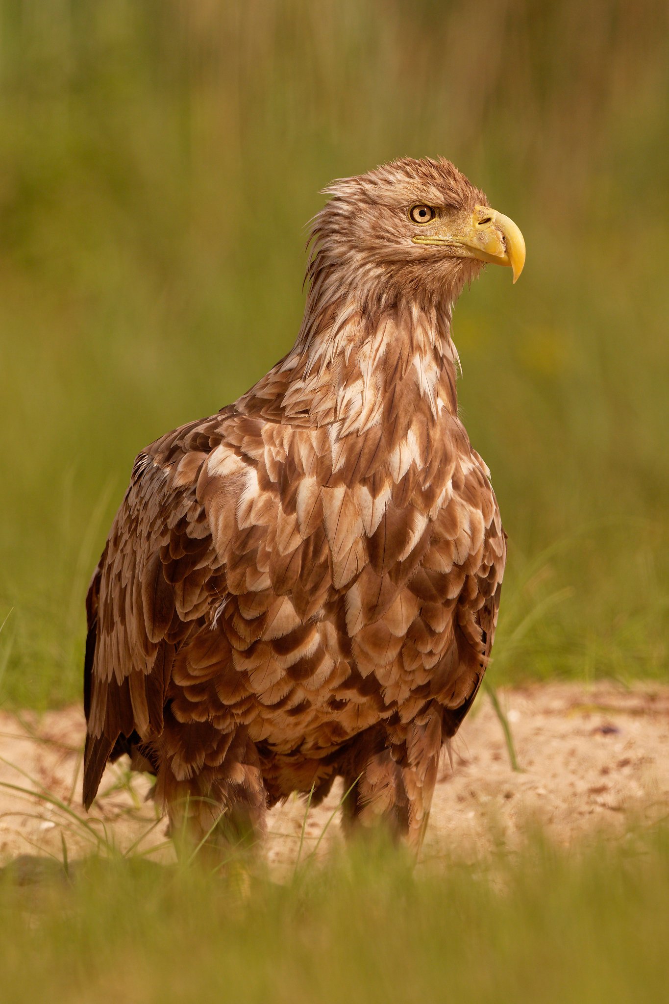 white-tailed-eagle-danube-delta-romania-wildlife-photography