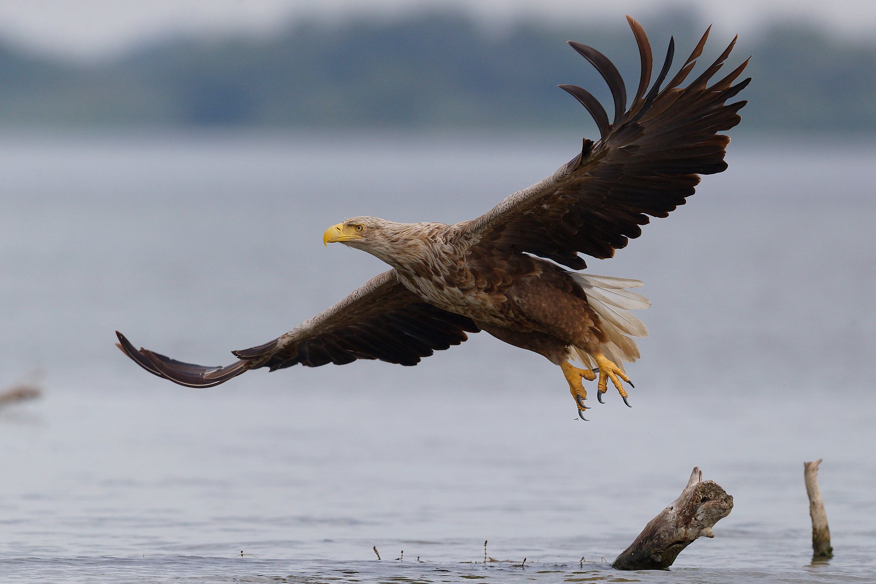 white-tailed-eagle-flying-danube-delta-romania