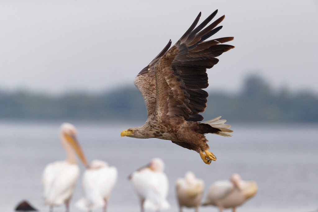 white tailed eagle flying over pelicans danube delta romania bird photography tour