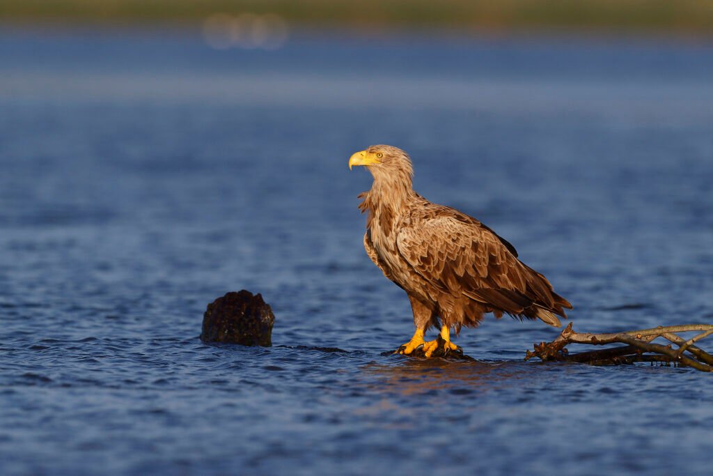 white tailed eagle perched danube delta romania