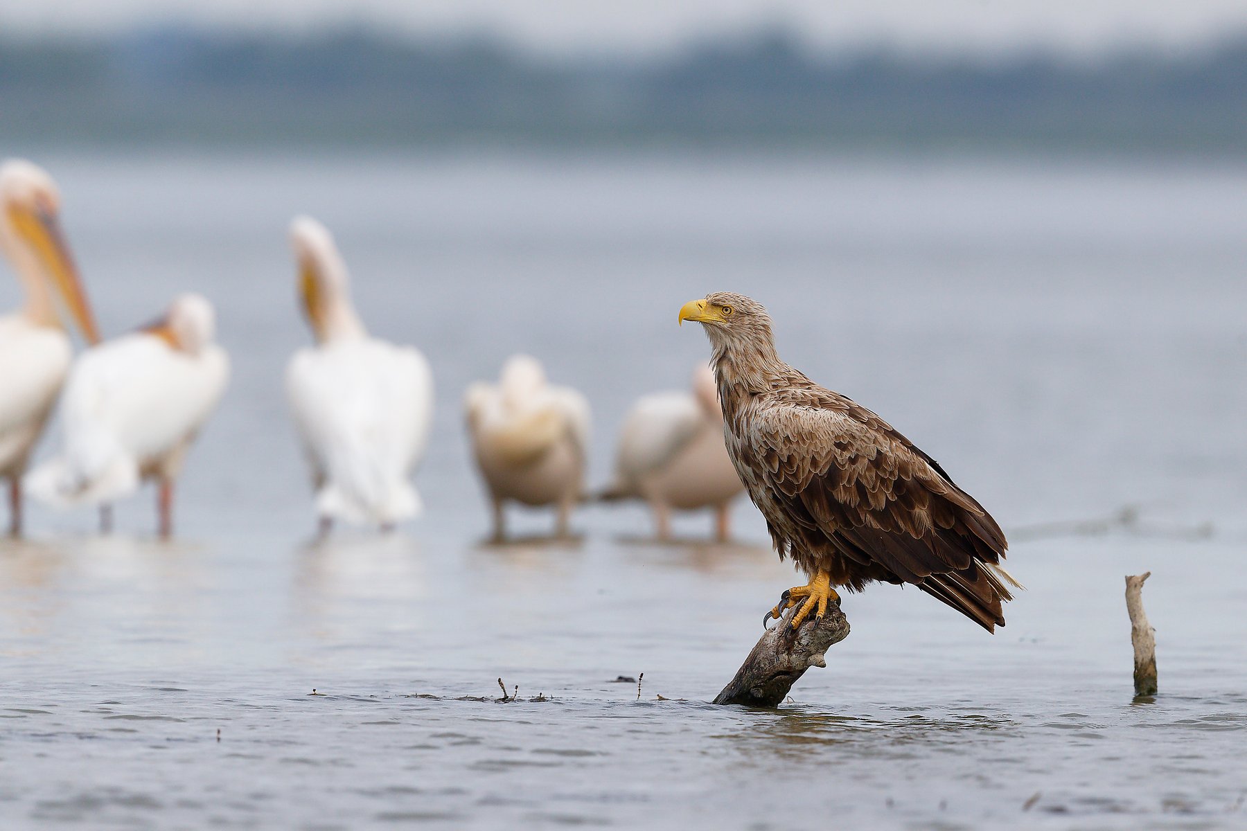 white tailed eagle perched with pelicans danube delta romania wildlife photo tour
