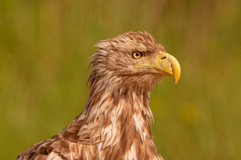 white tailed eagle portrait danube delta romania