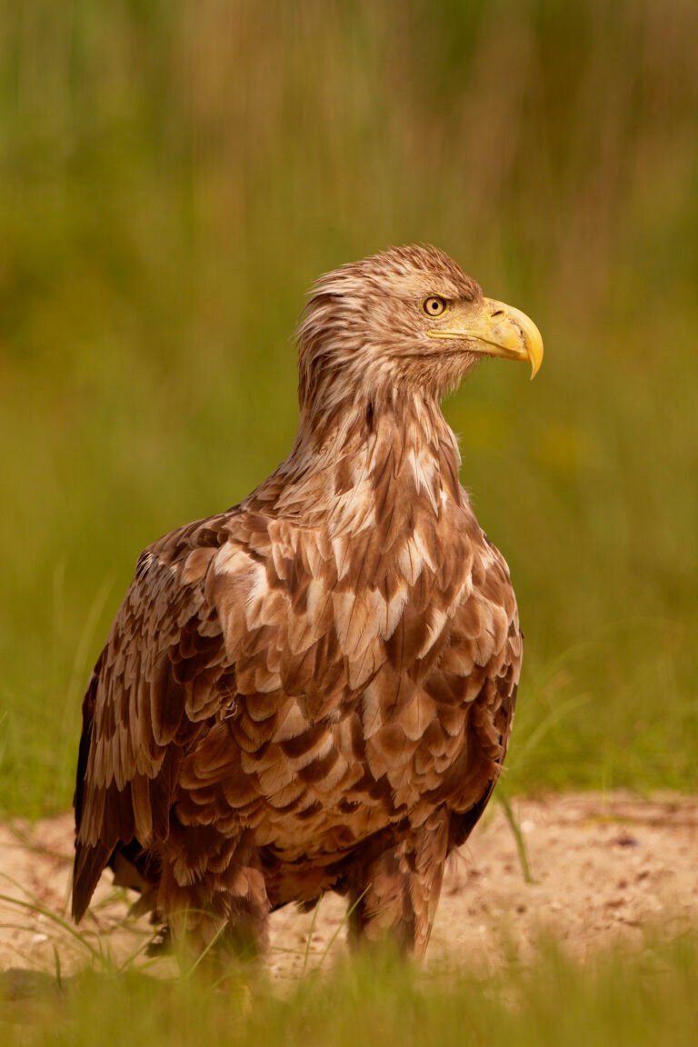white tailed eagle standing danube delta romania wildlife tour