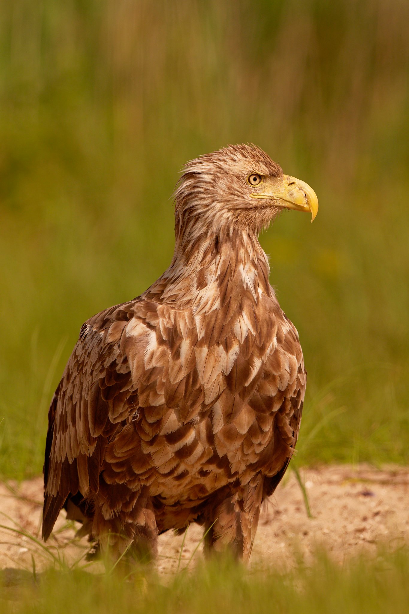 white tailed eagle standing danube delta romania wildlife tour