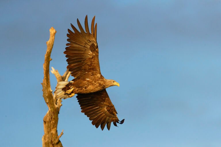white tailed eagle taking off danube delta romania wildlife photo tour