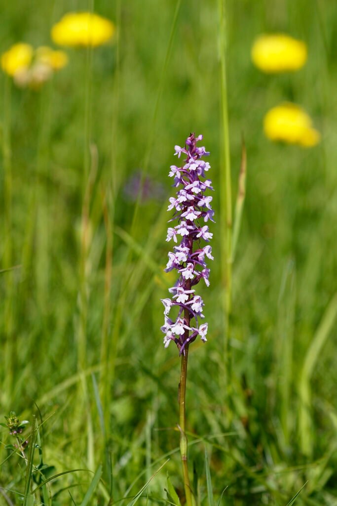 wild orchid carpathian meadow romania nature tour