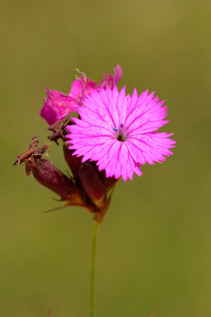 wild pink flower macro romania nature tour