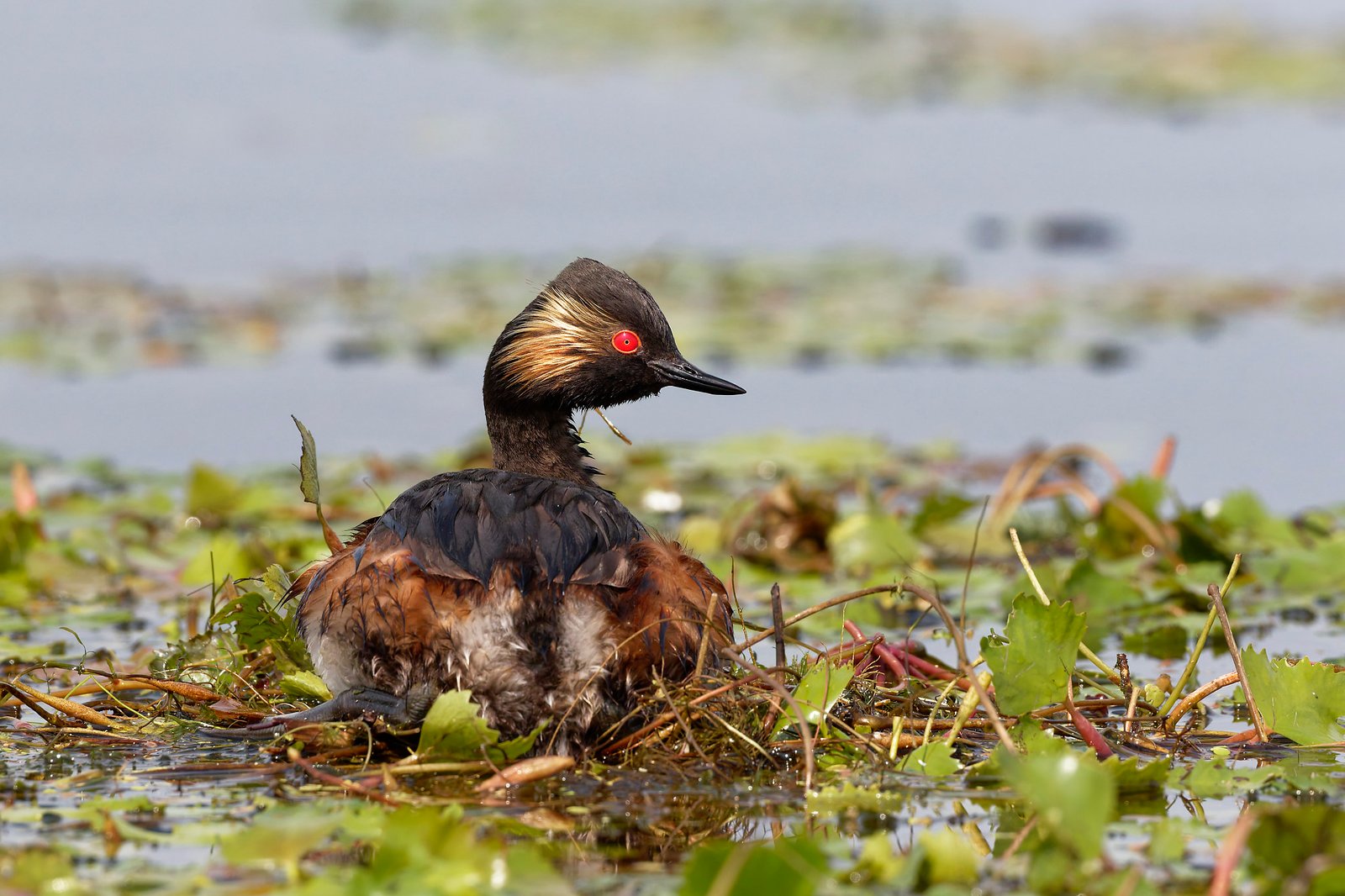 black necked grebe facing camera on nest danube delta romania