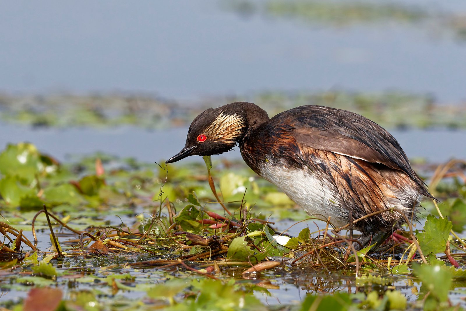 black necked grebe on floating nest danube delta romania