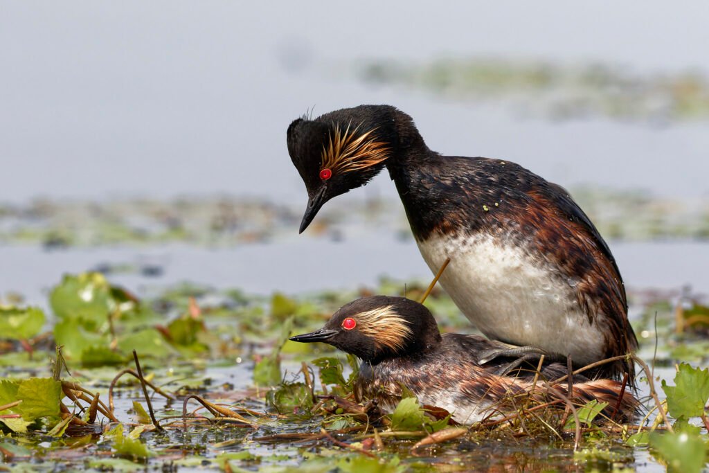 black necked grebe pair mating on nest danube delta romania