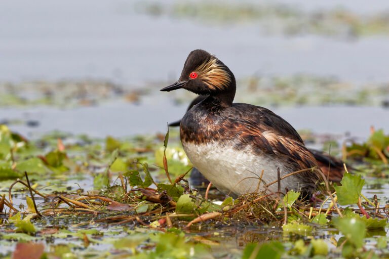 black necked grebe pair on nest danube delta romania