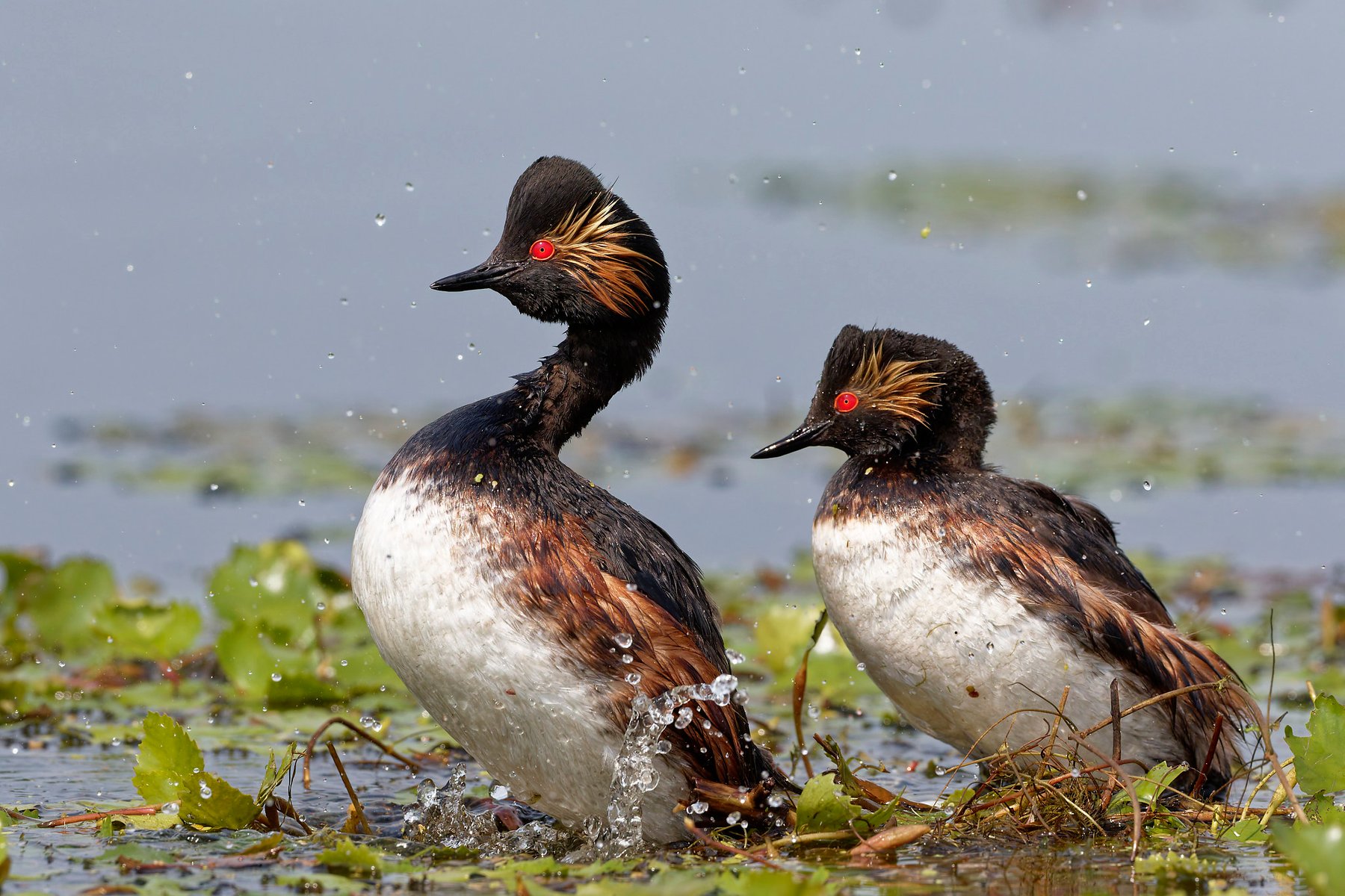 black necked grebe pair with water splash danube delta romania