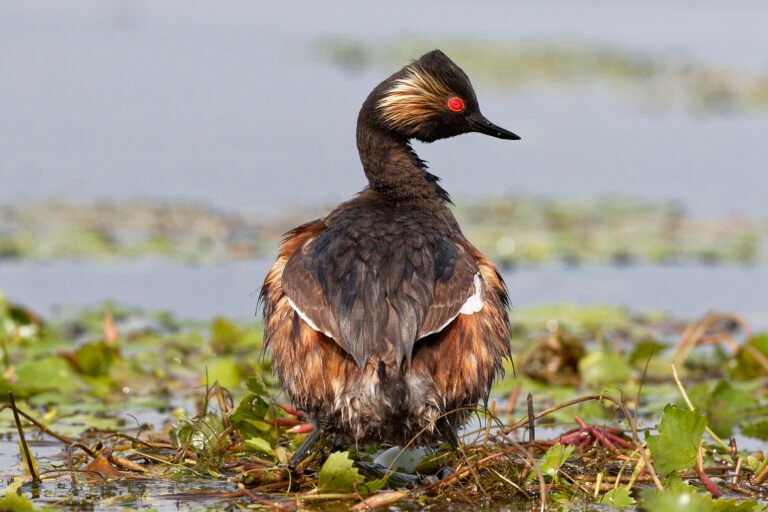 black necked grebe rear view on nest danube delta romania