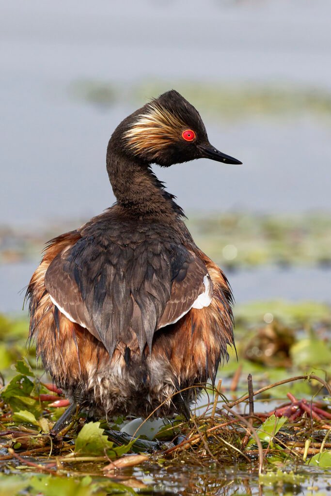 black necked grebe vertical portrait on nest danube delta romania