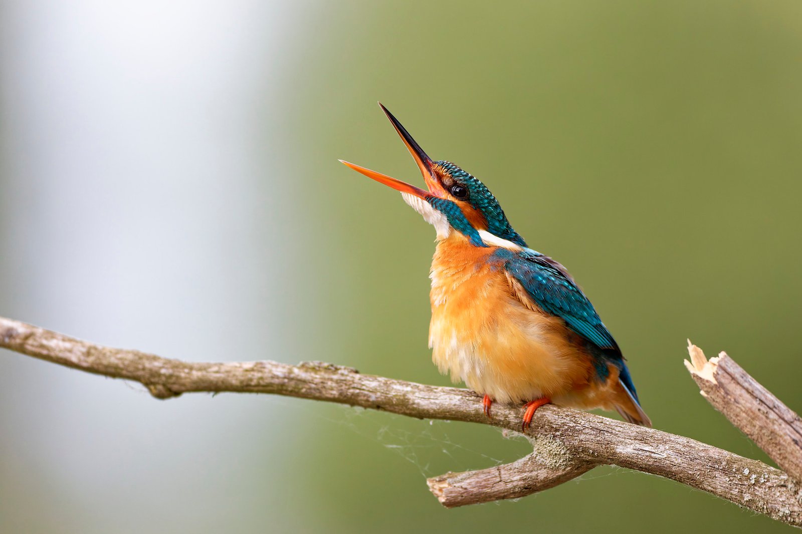 common kingfisher calling on branch danube delta romania