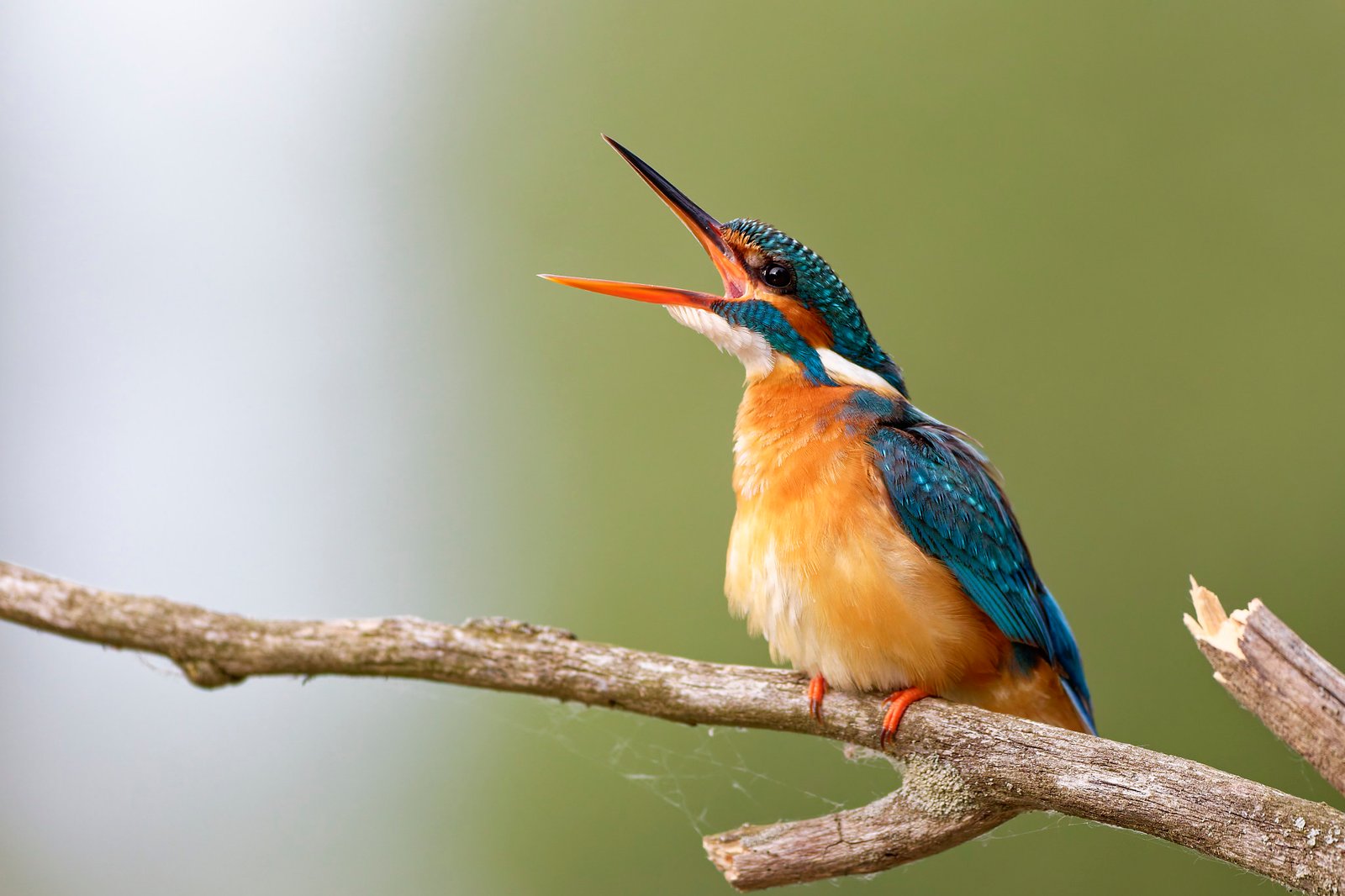 common kingfisher close up calling danube delta romania