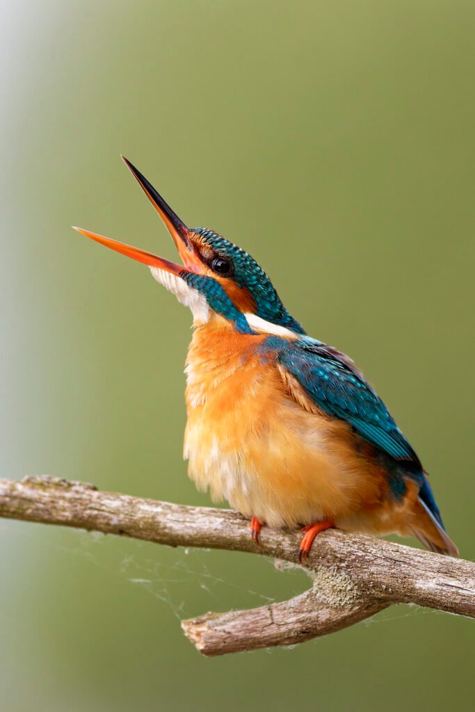 common kingfisher open beak portrait danube delta romania
