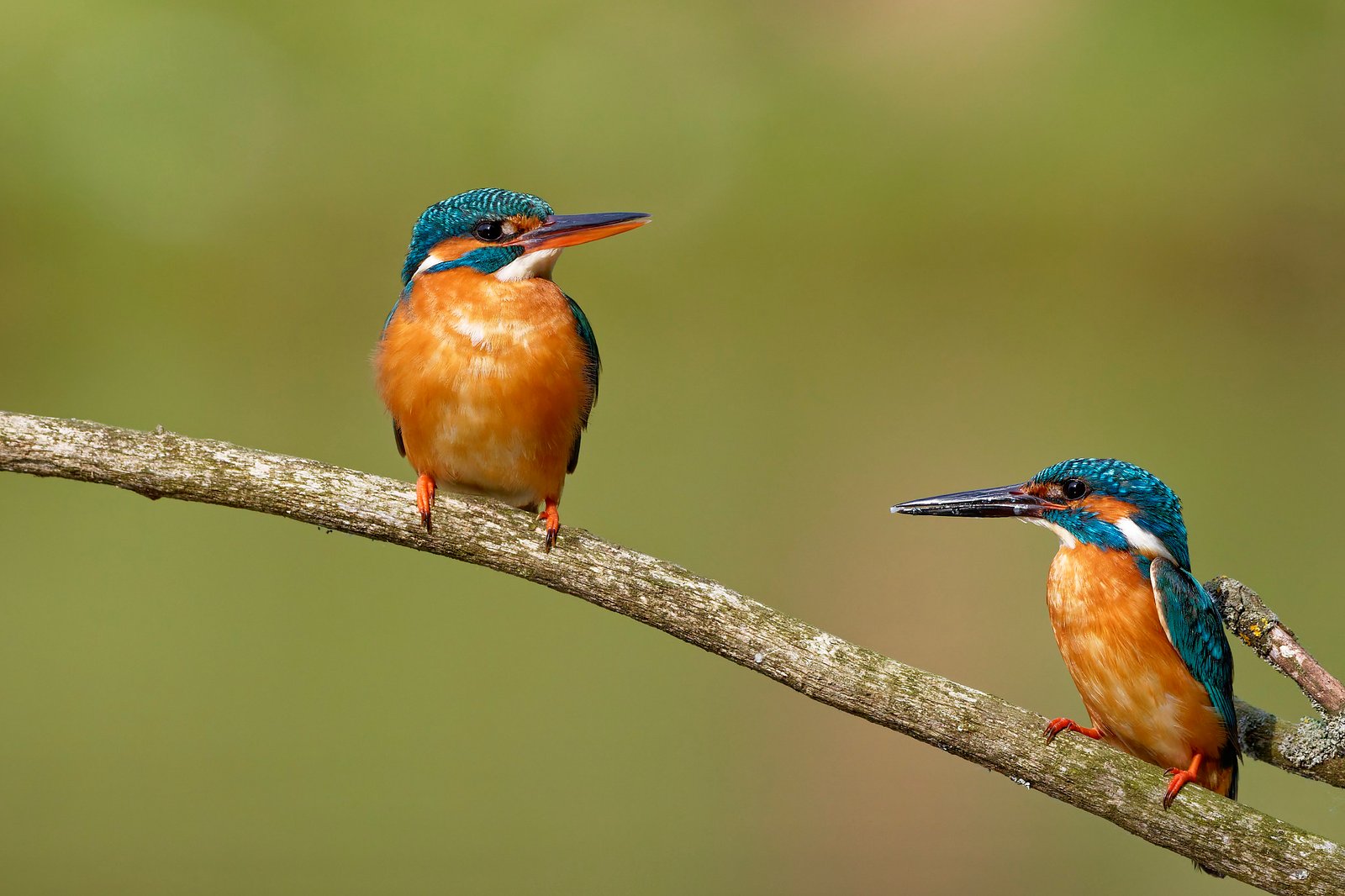 common kingfisher pair on branch danube delta romania