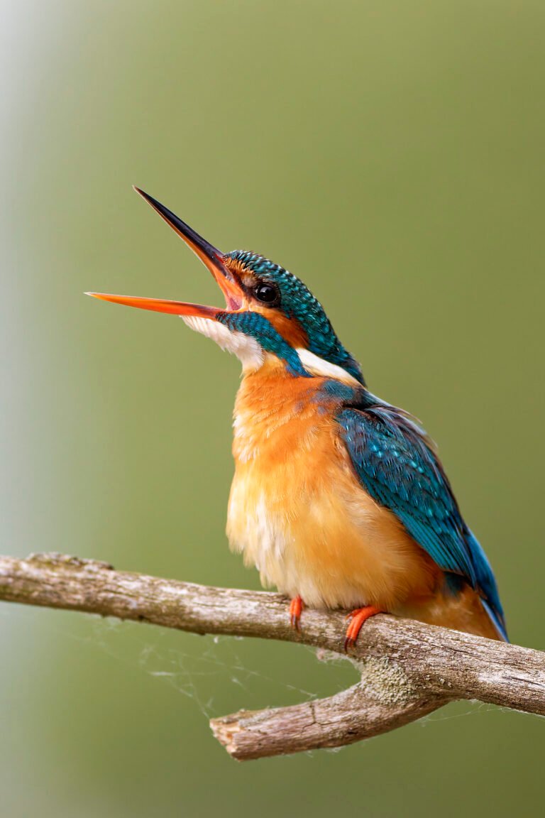common kingfisher singing on perch danube delta romania