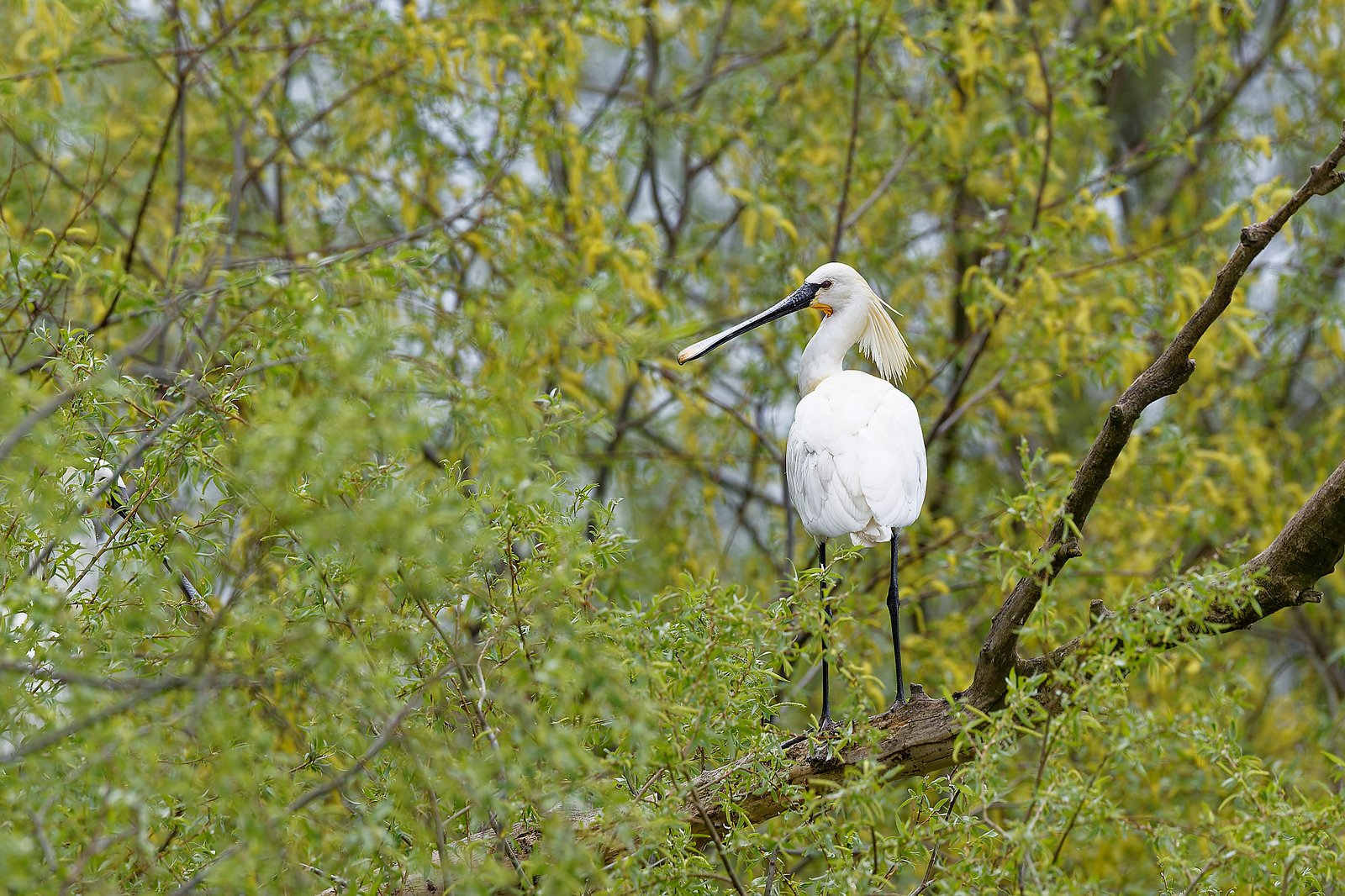 eurasian spoonbill perched in tree romania