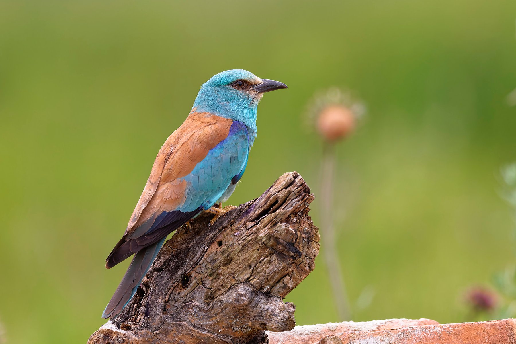 european roller on tree stump romania wildlife