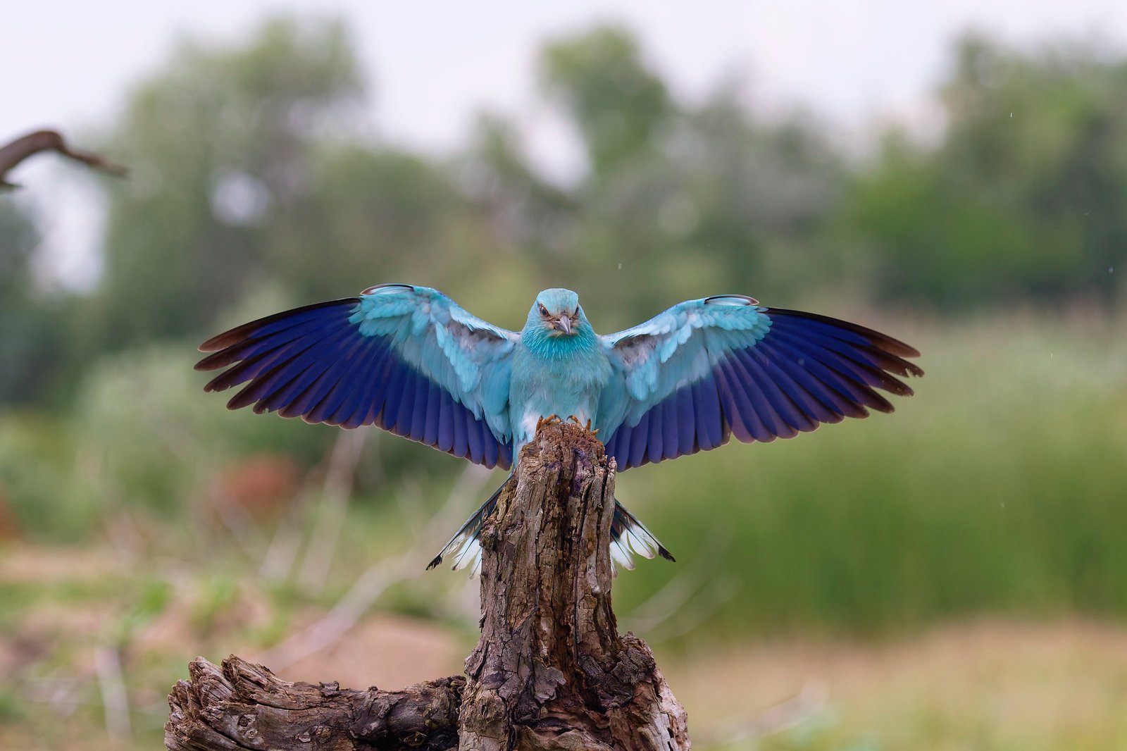 european roller wings open romania