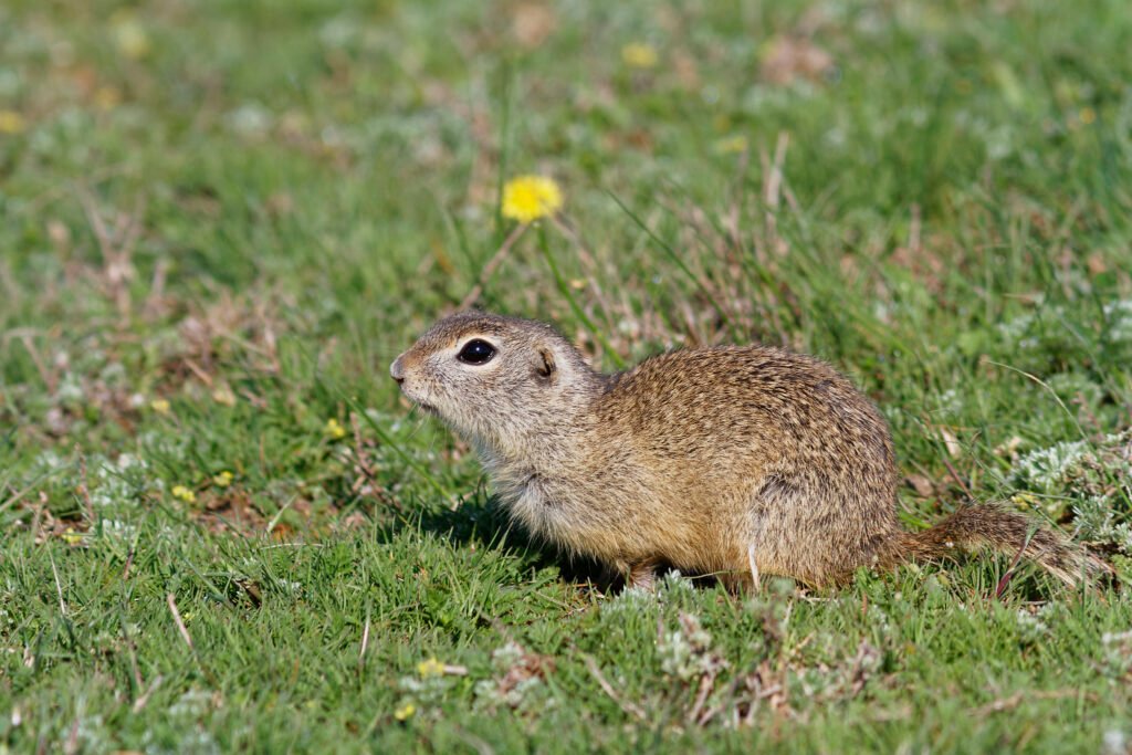 european souslik dobrogea wildlife romania