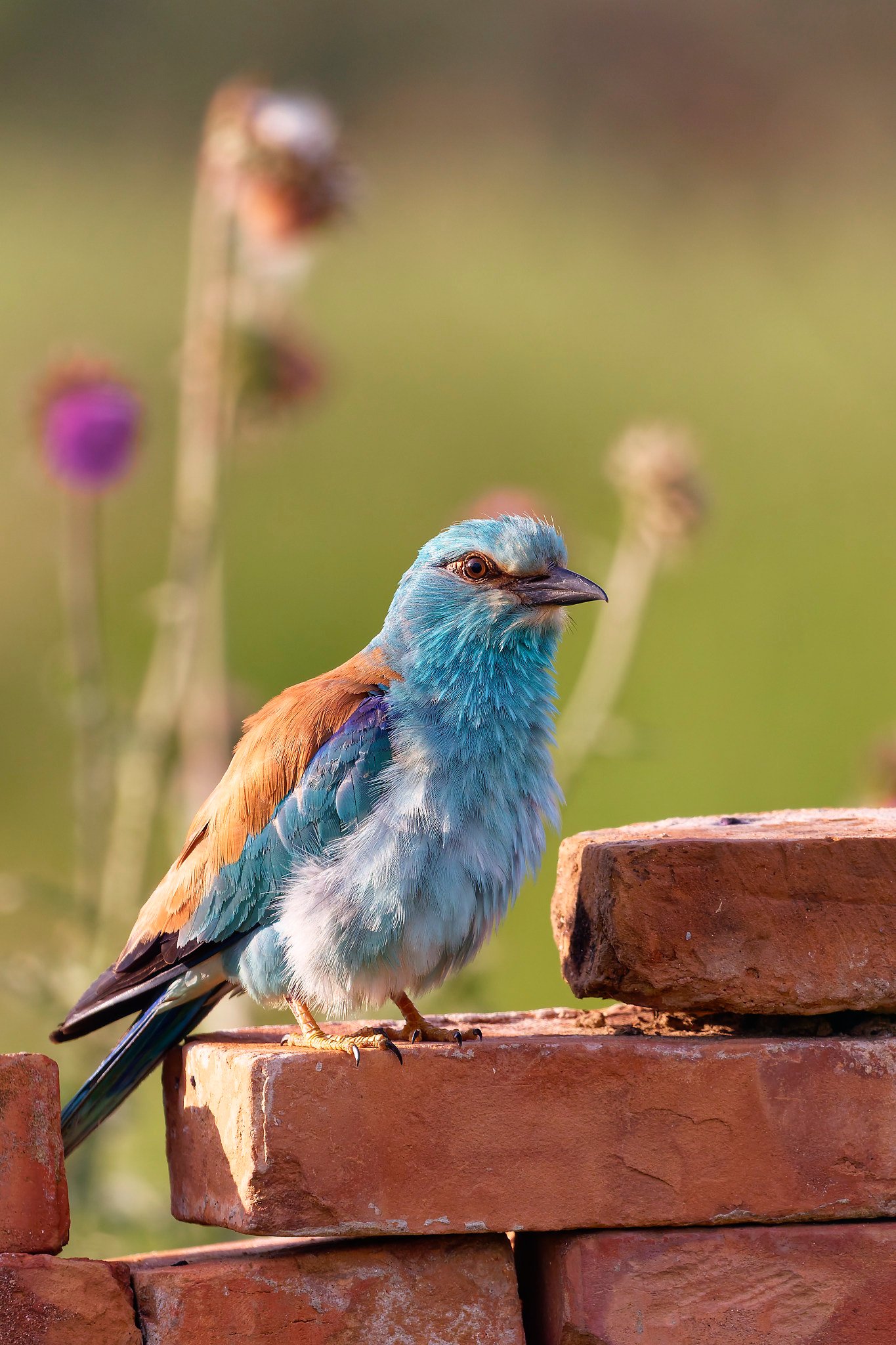 fluffed european roller on bricks romania