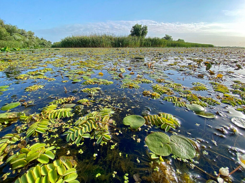 frog among floating plants romania