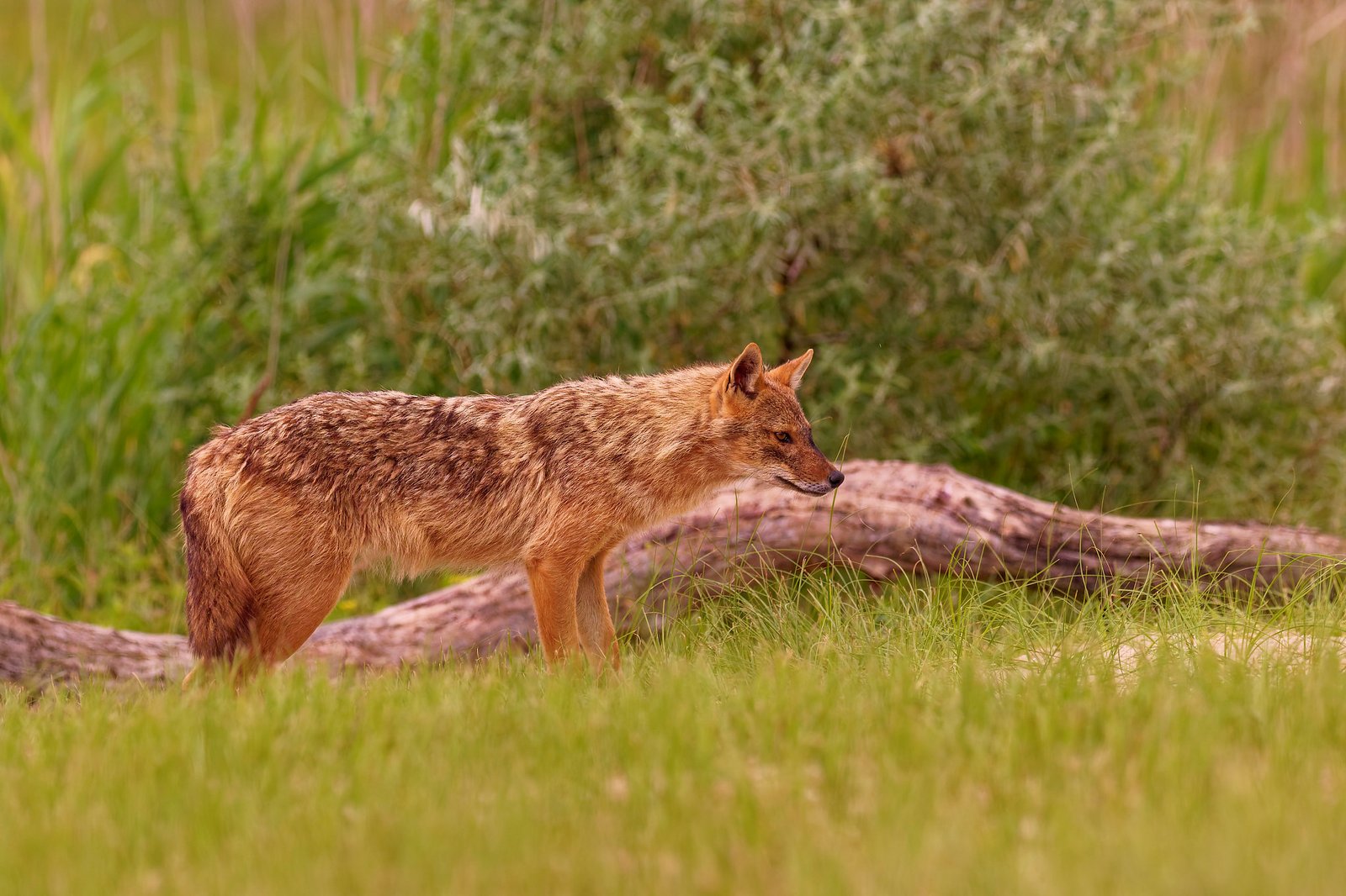 golden jackal profile in meadow romania