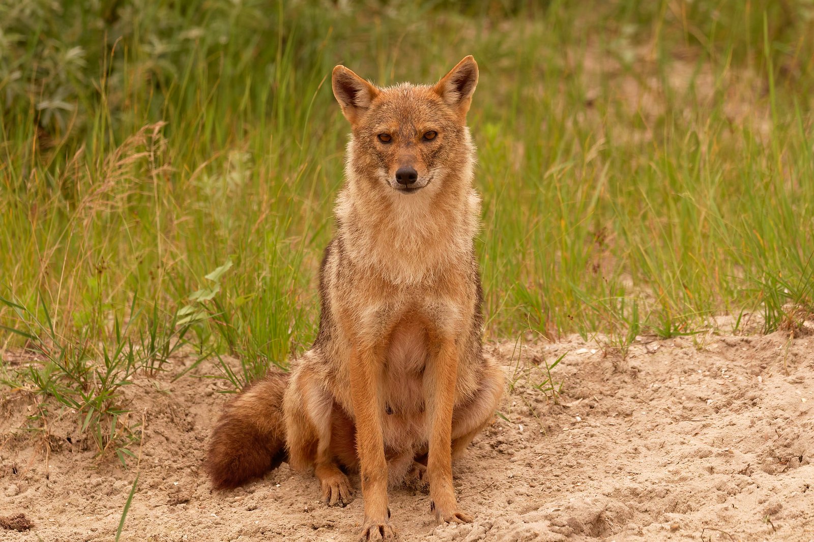 golden jackal sitting in sand romania