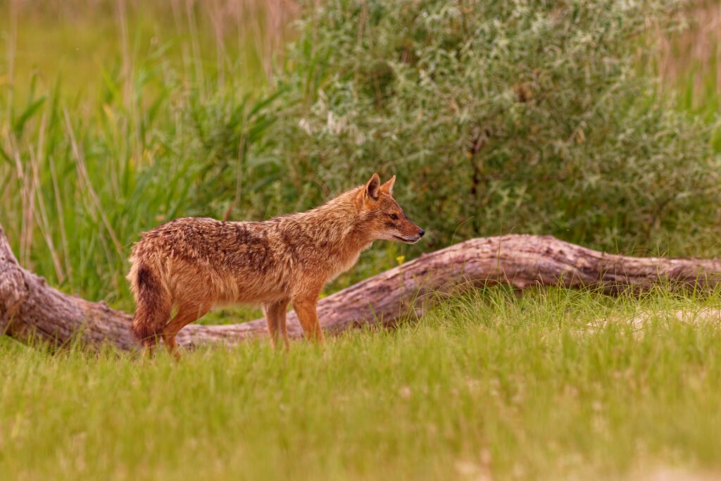 golden jackal standing in grass romania