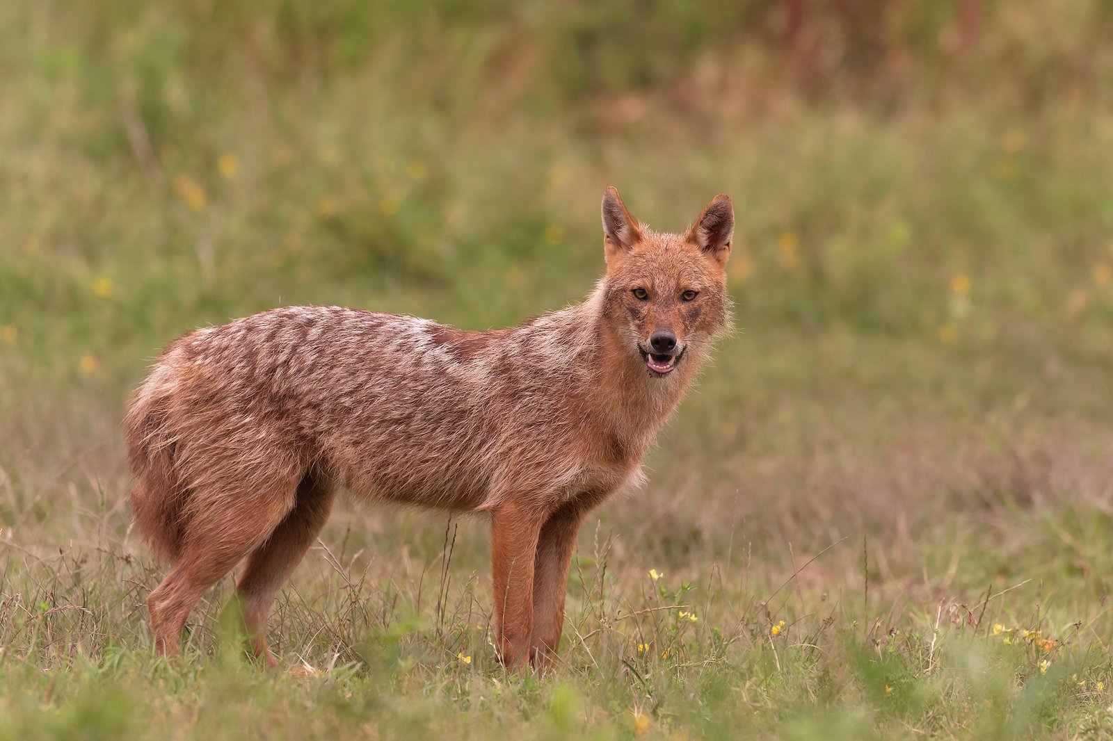 golden jackal standing in meadow romania