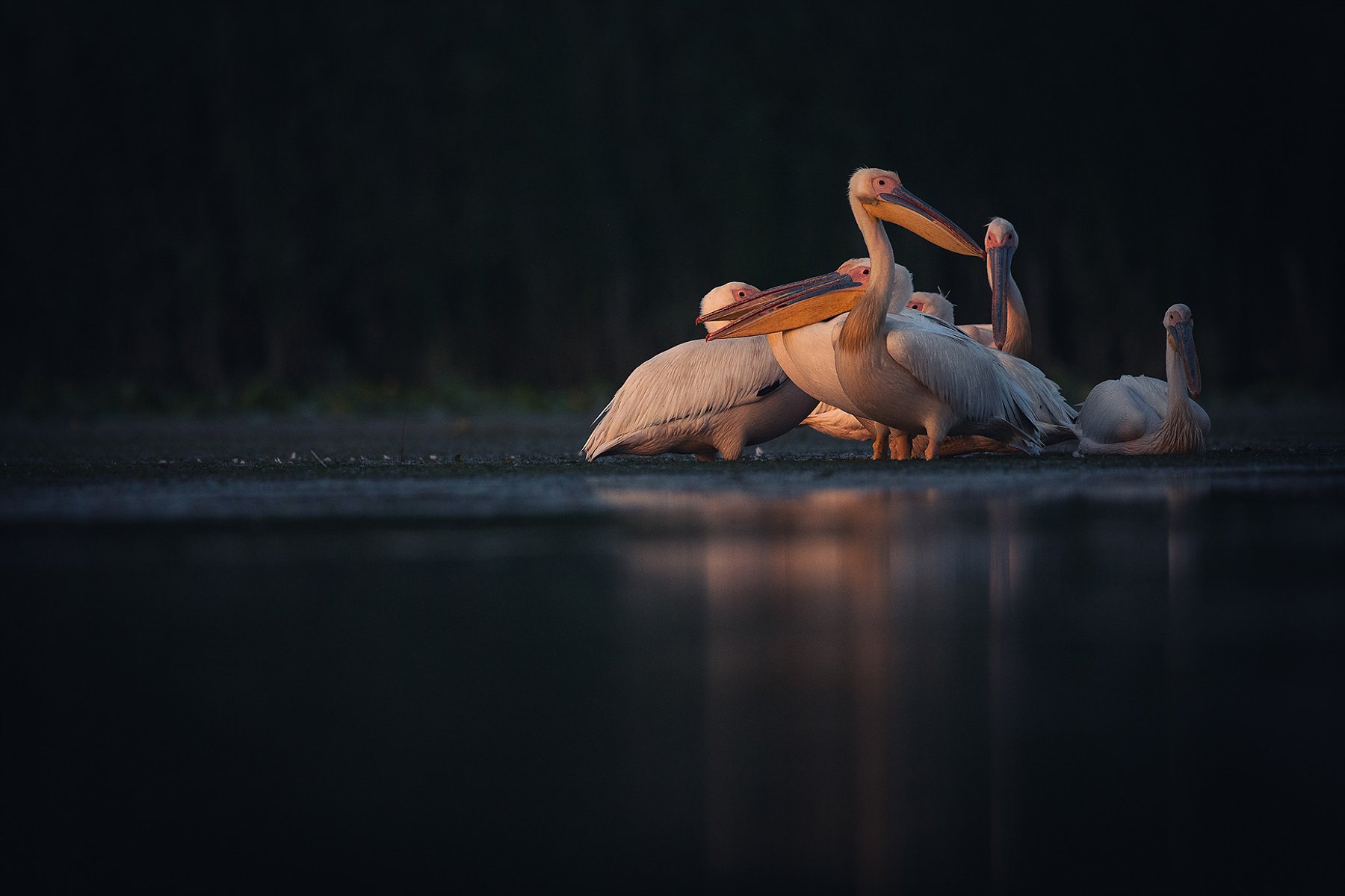 great white pelicans blue hour danube delta