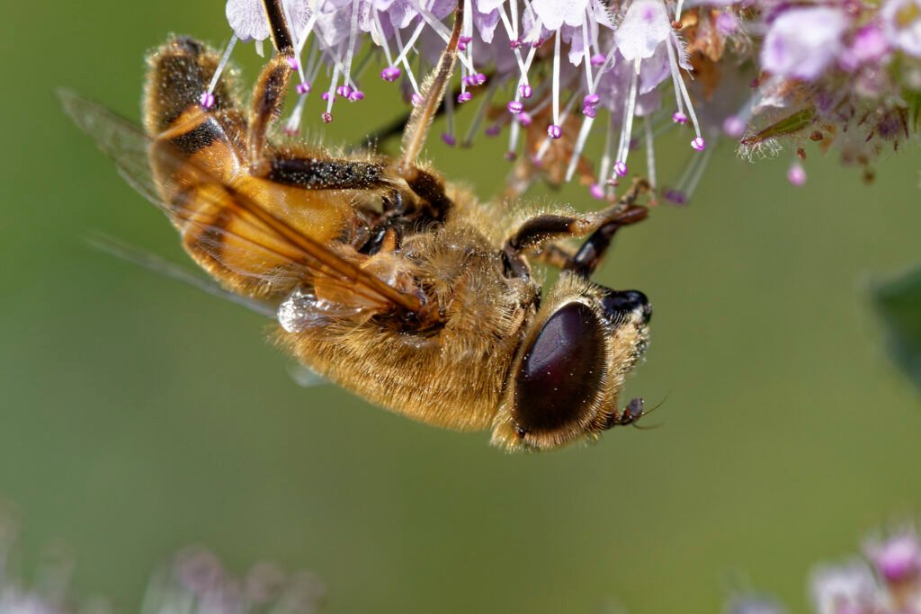 hoverfly macro upside down on mint flower romania