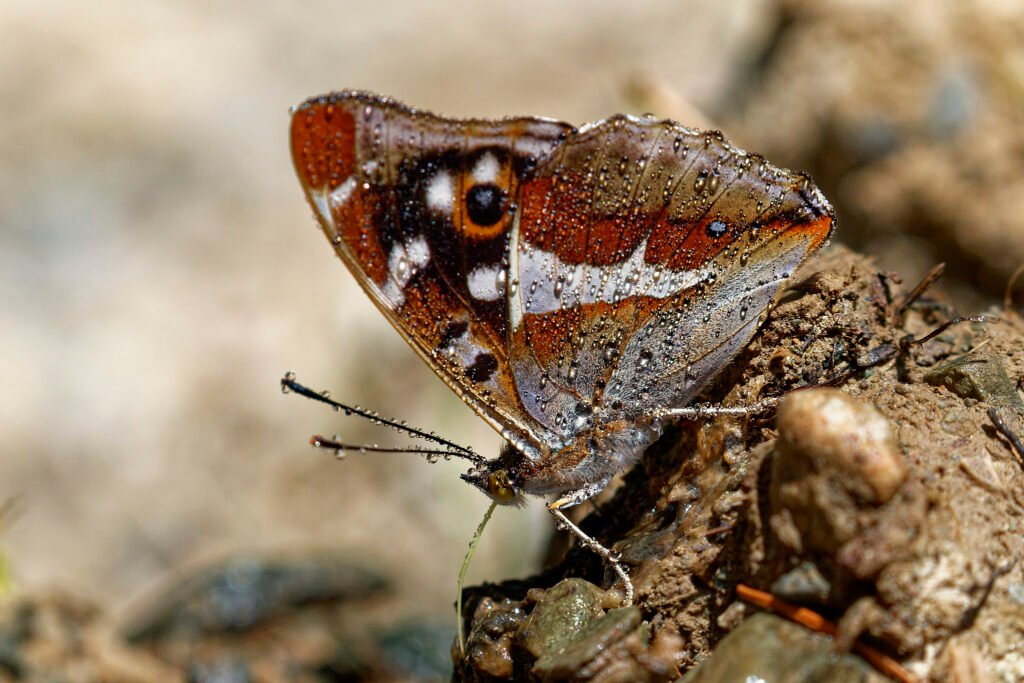 orange white butterfly with dew on wings romania